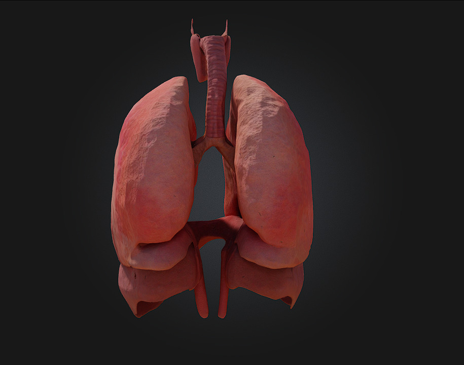 Respiratory System Illustration Breathe Life into Learning 3D model_1