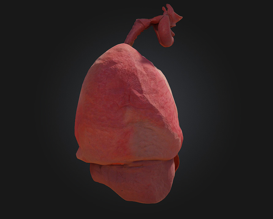 Respiratory System Illustration Breathe Life into Learning 3D model_2