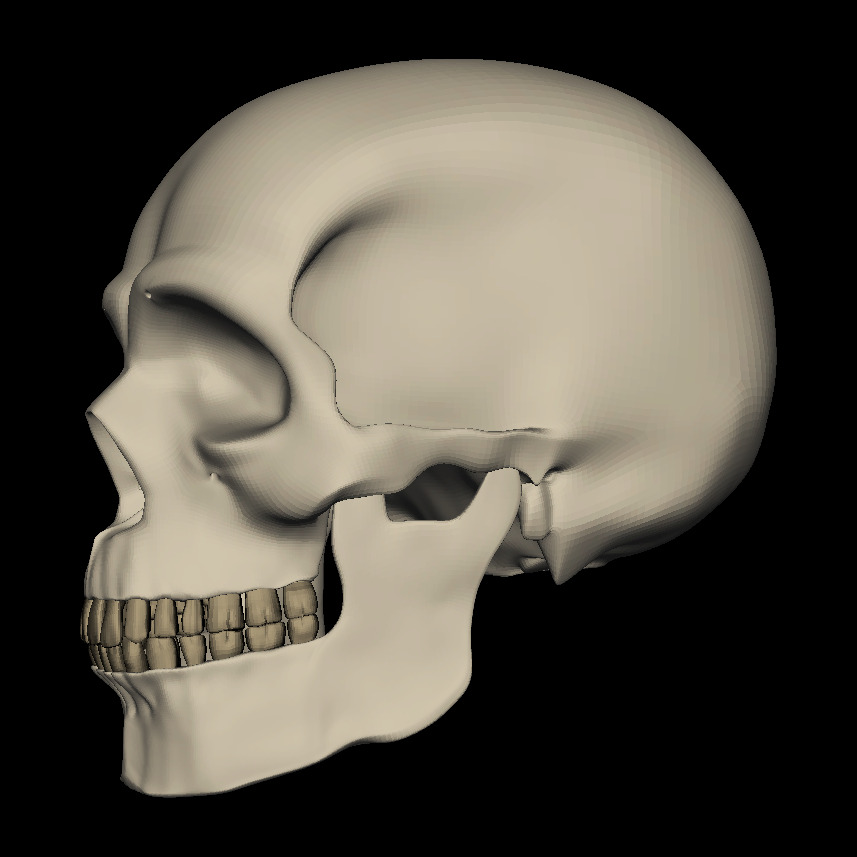 Realistic Human Skull 3D Model 3D model_1