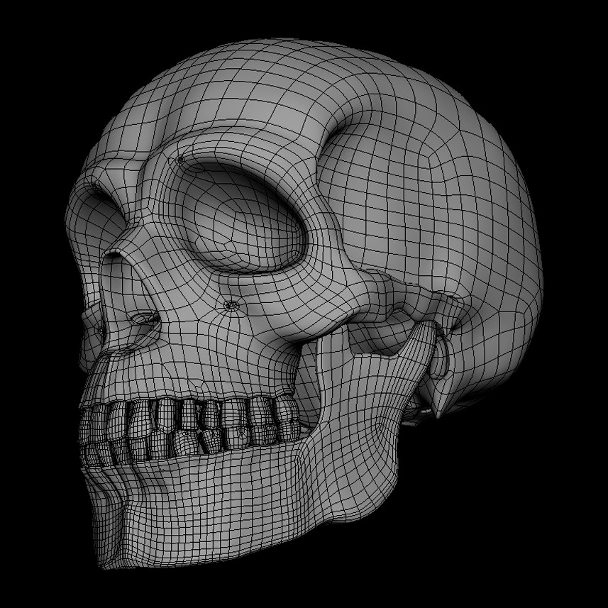 Realistic Human Skull 3D Model 3D model_3