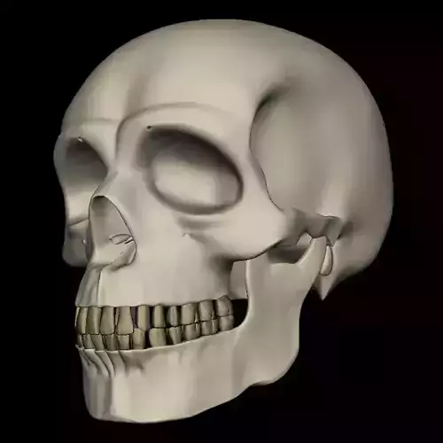 Realistic Human Skull 3D Model 3D model
