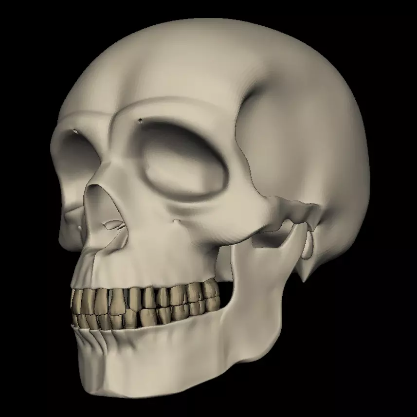 Realistic Human Skull 3D Model 3D model_0