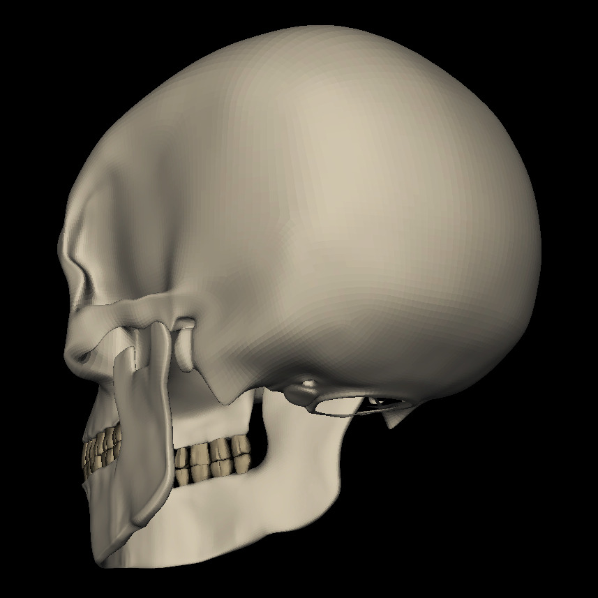 Realistic Human Skull 3D Model 3D model_2