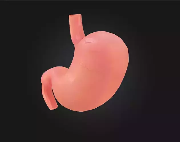 Human Stomach Diagram  A Clear View of Digestion