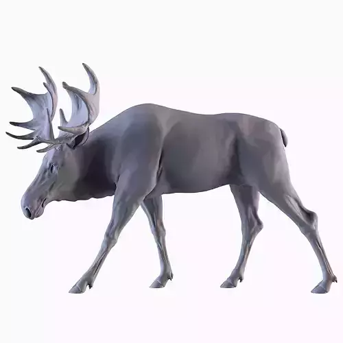 Moose 3D print model
