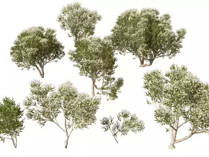 HighpolyLow Poly - Melaleuca ericifolia - swamp paperbark