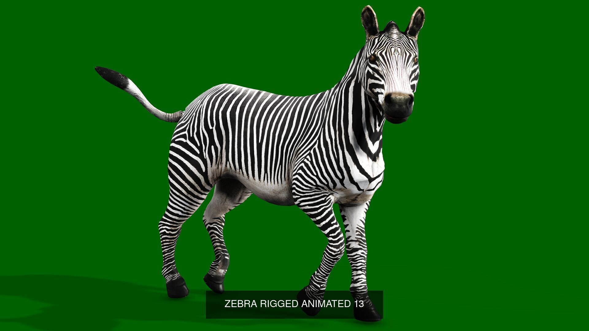 18 SAFARI ANIMALS RIGGED ANIMATED BUNDLE 3D Model Collection_21