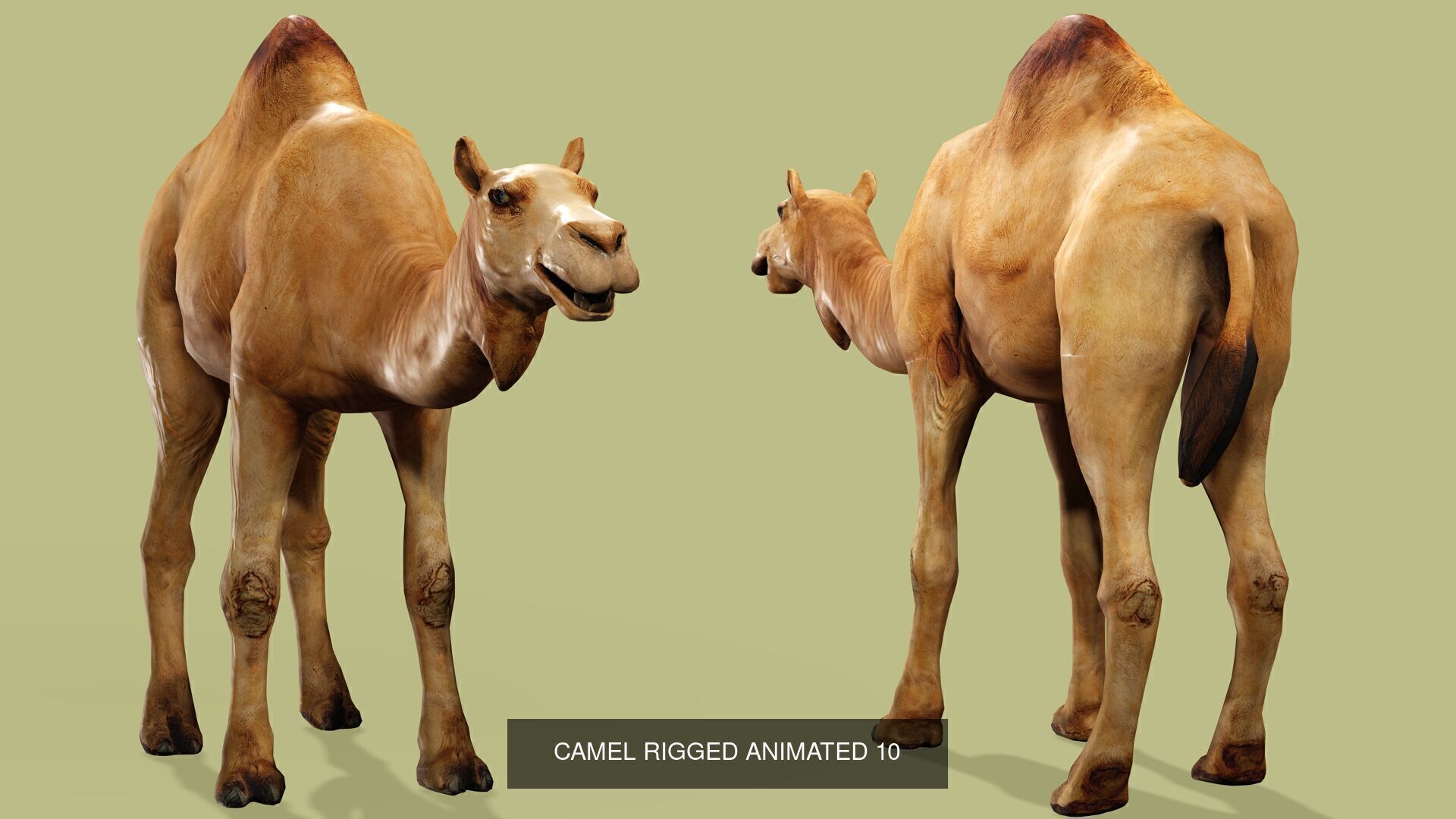 18 SAFARI ANIMALS RIGGED ANIMATED BUNDLE 3D Model Collection_25