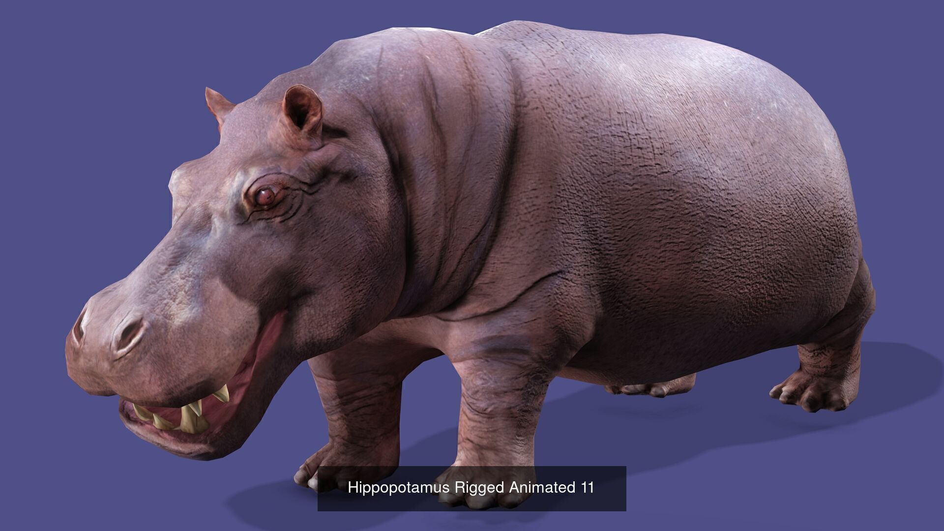 18 SAFARI ANIMALS RIGGED ANIMATED BUNDLE 3D Model Collection_20