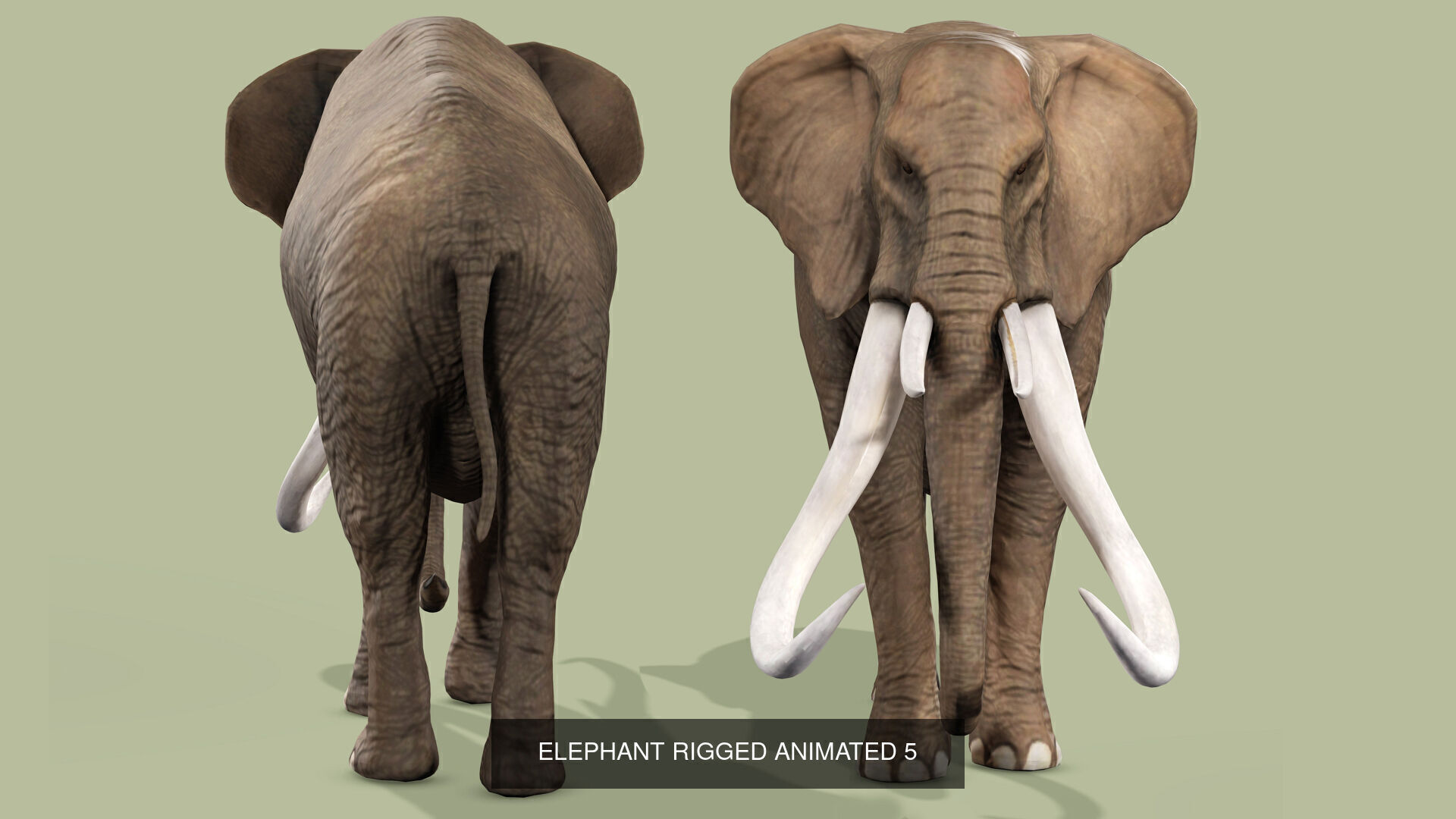 18 SAFARI ANIMALS RIGGED ANIMATED BUNDLE 3D Model Collection_23