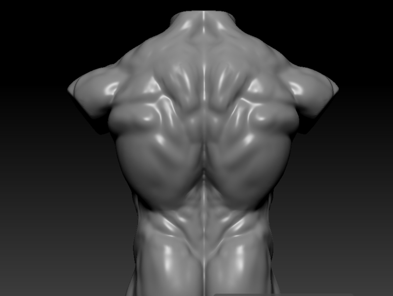 torso 3D model_1