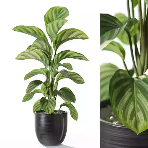 Plant 1231 3D model