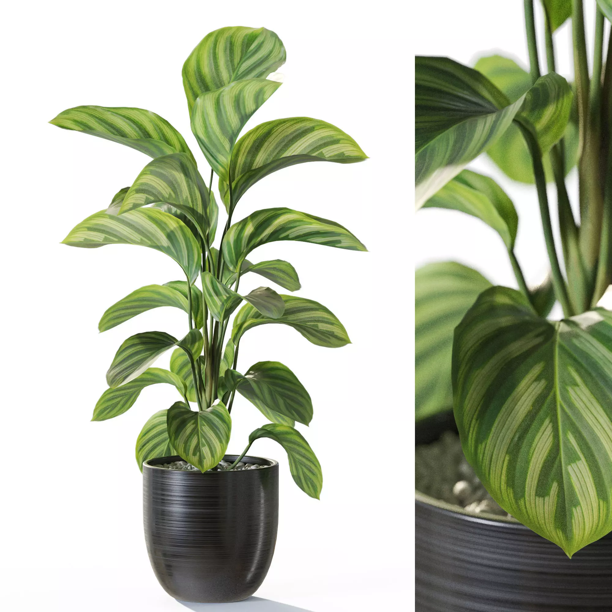 Plant 1231 3D model_0