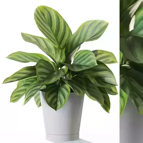 Plant 1232 3D model