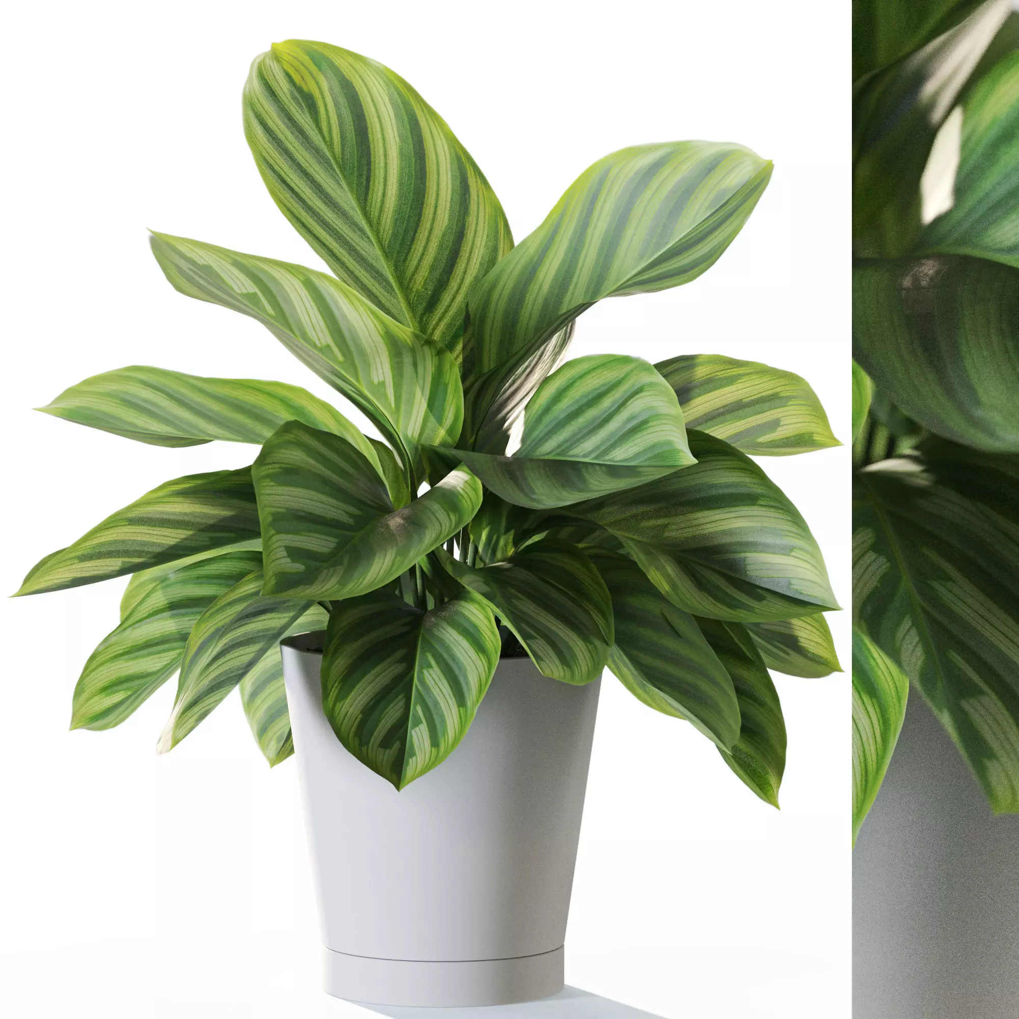 Plant 1232 3D model_0