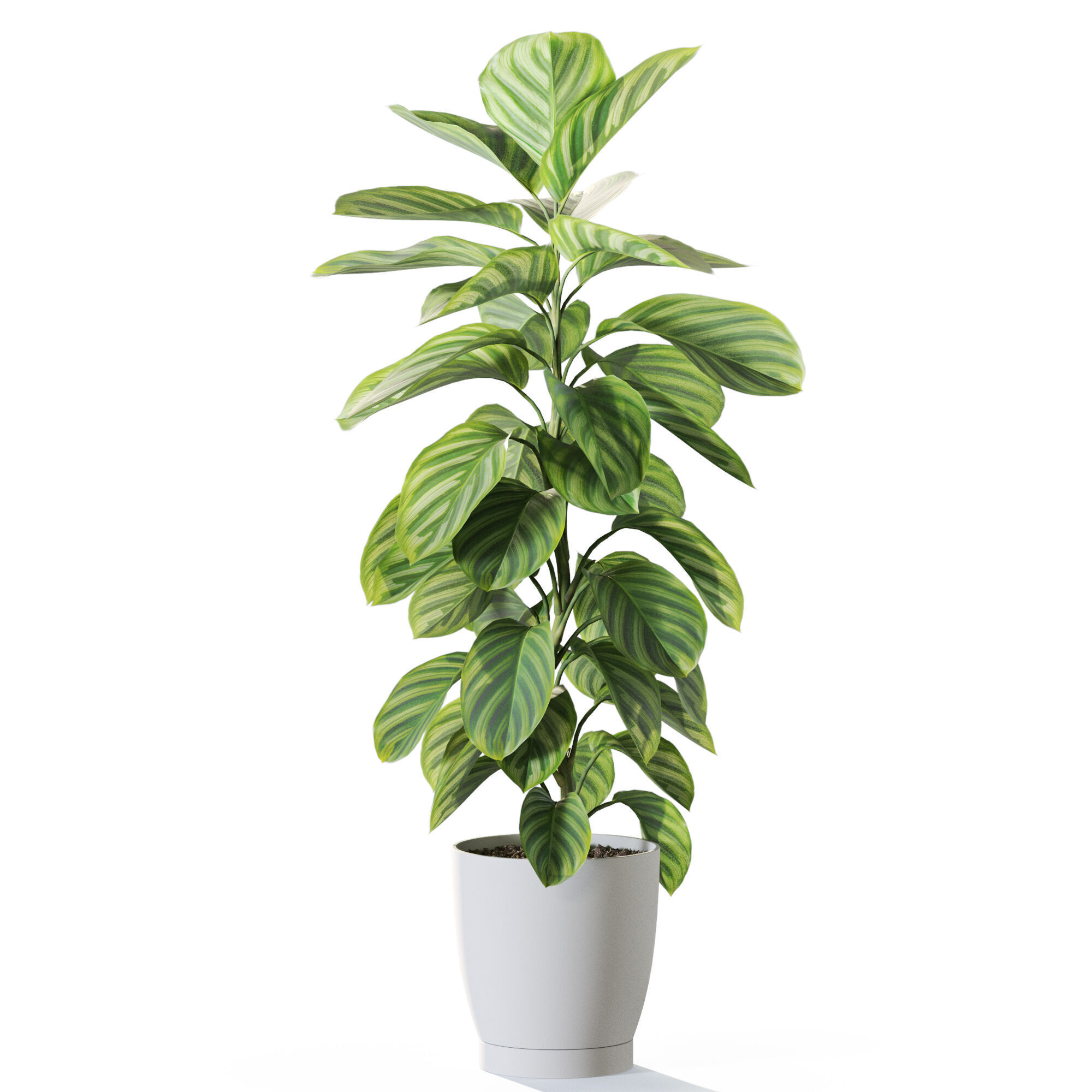 Plant 1234 3D model_1