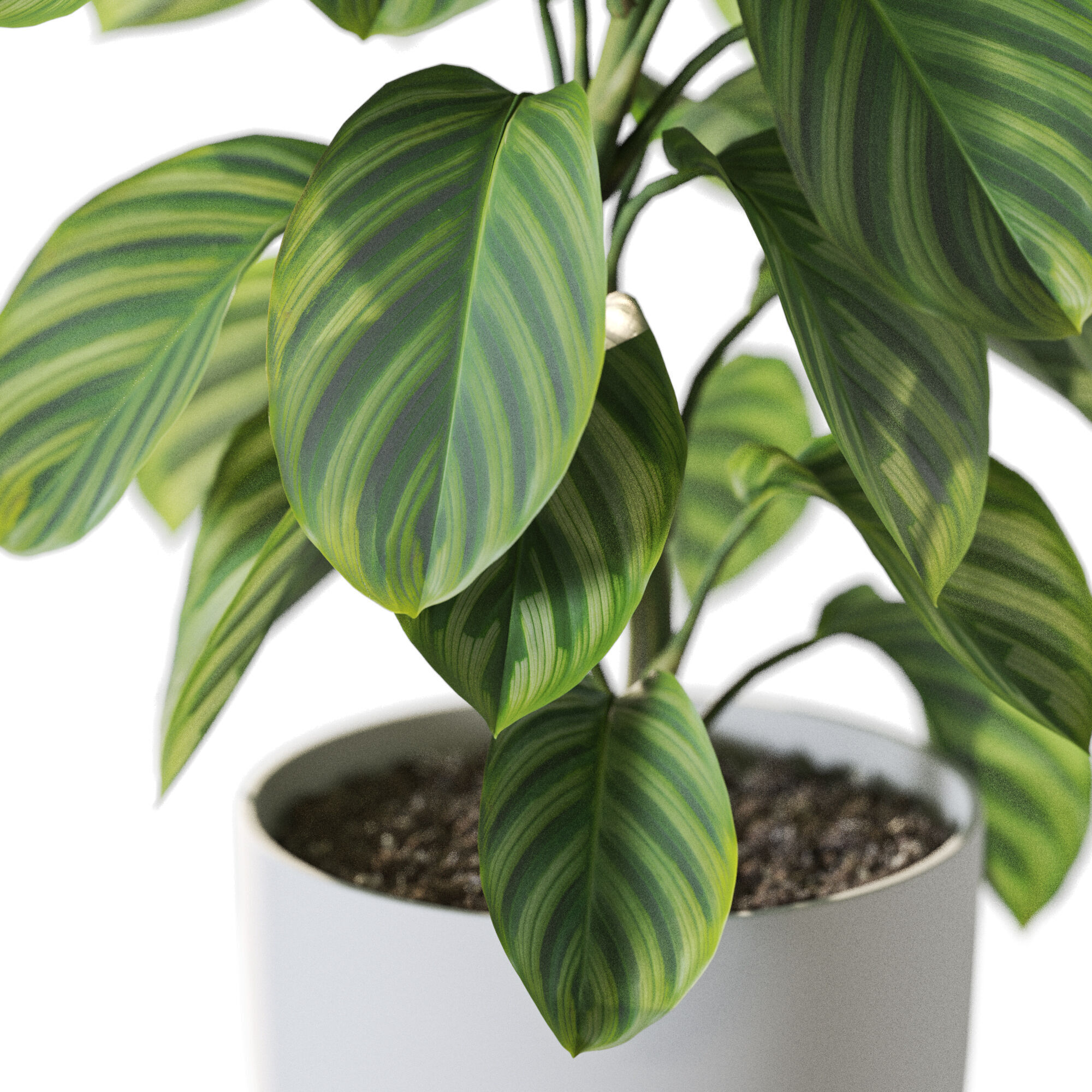 Plant 1234 3D model_2