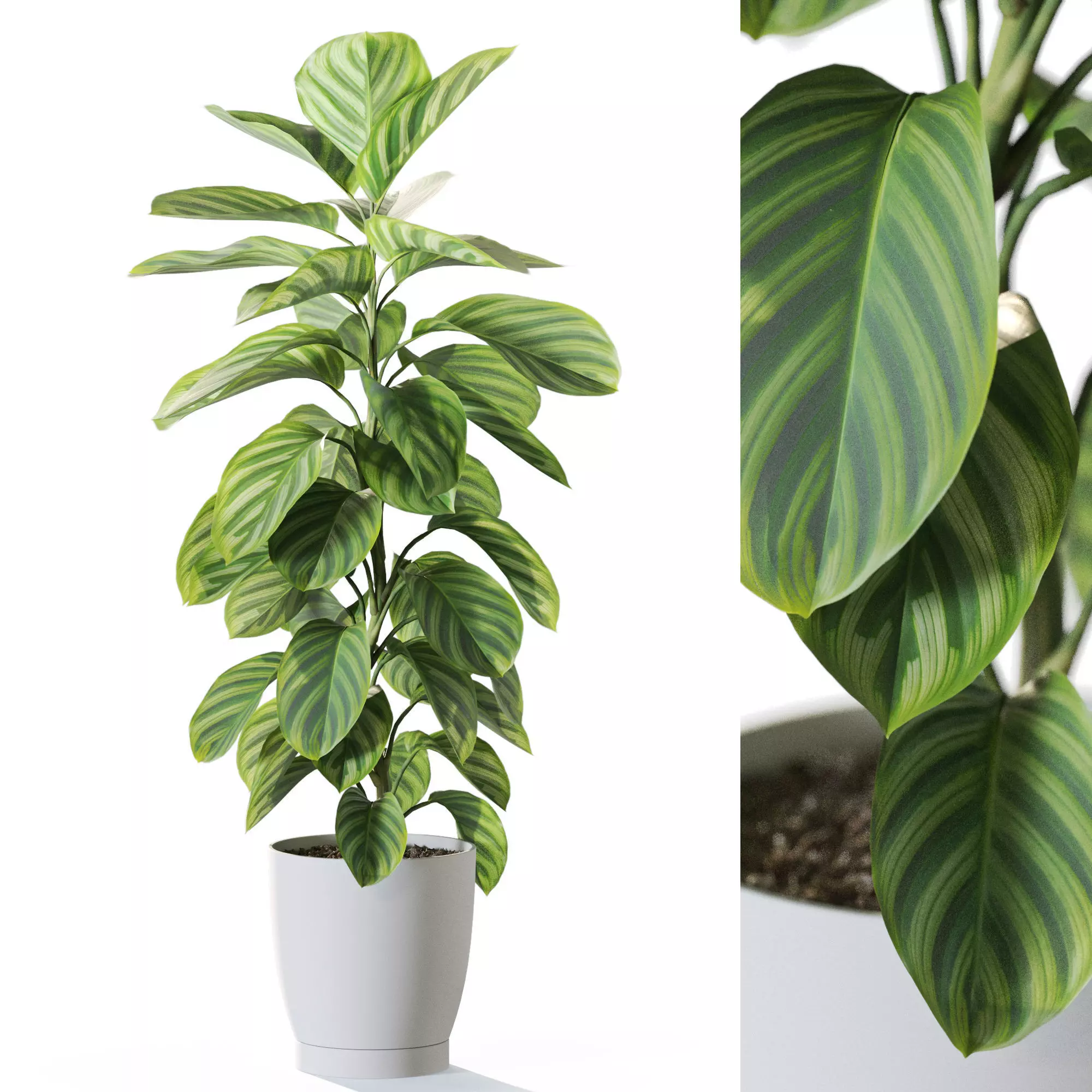 Plant 1234 3D model_0