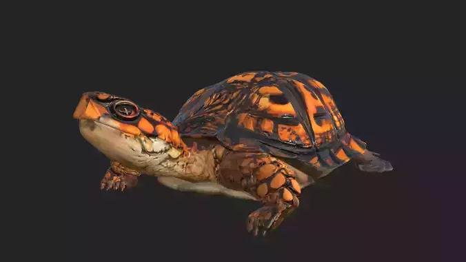 sea turtle 3D Model 003 3D model