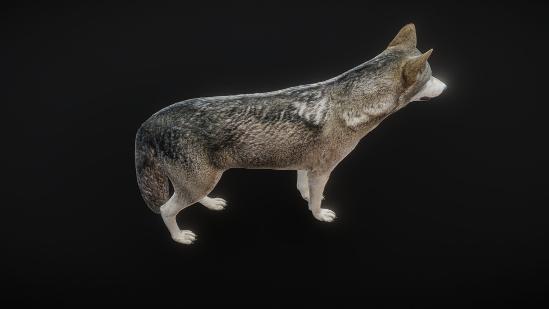 82 complete animated wolf sets Low-poly 3D model_2