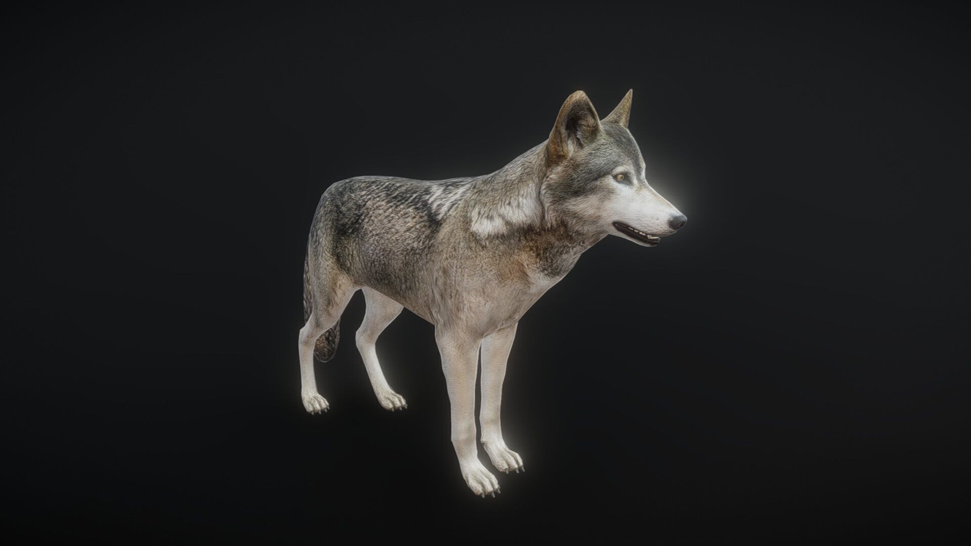 82 complete animated wolf sets Low-poly 3D model_3