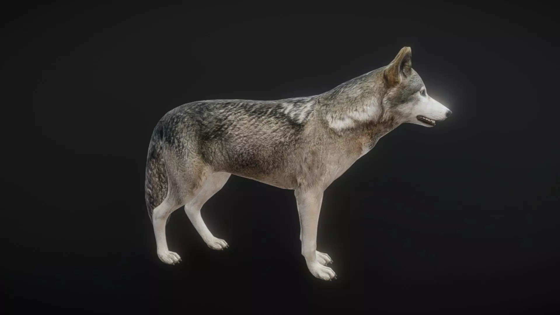 82 complete animated wolf sets Low-poly 3D model_0