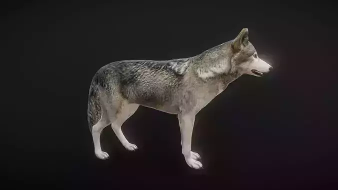 82 complete animated wolf sets