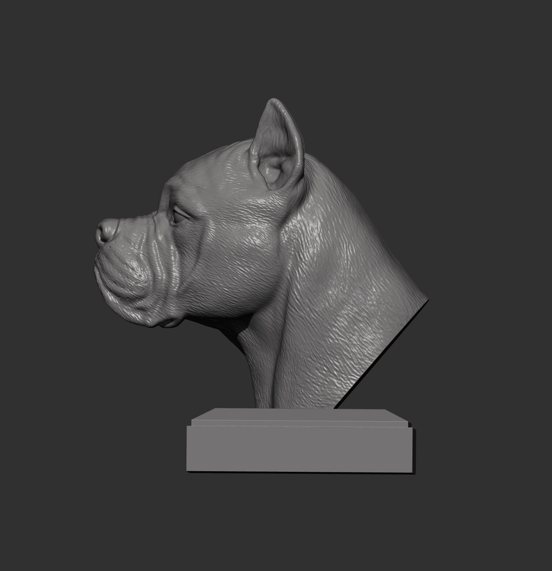 Cane Corso bust 3D print model_6