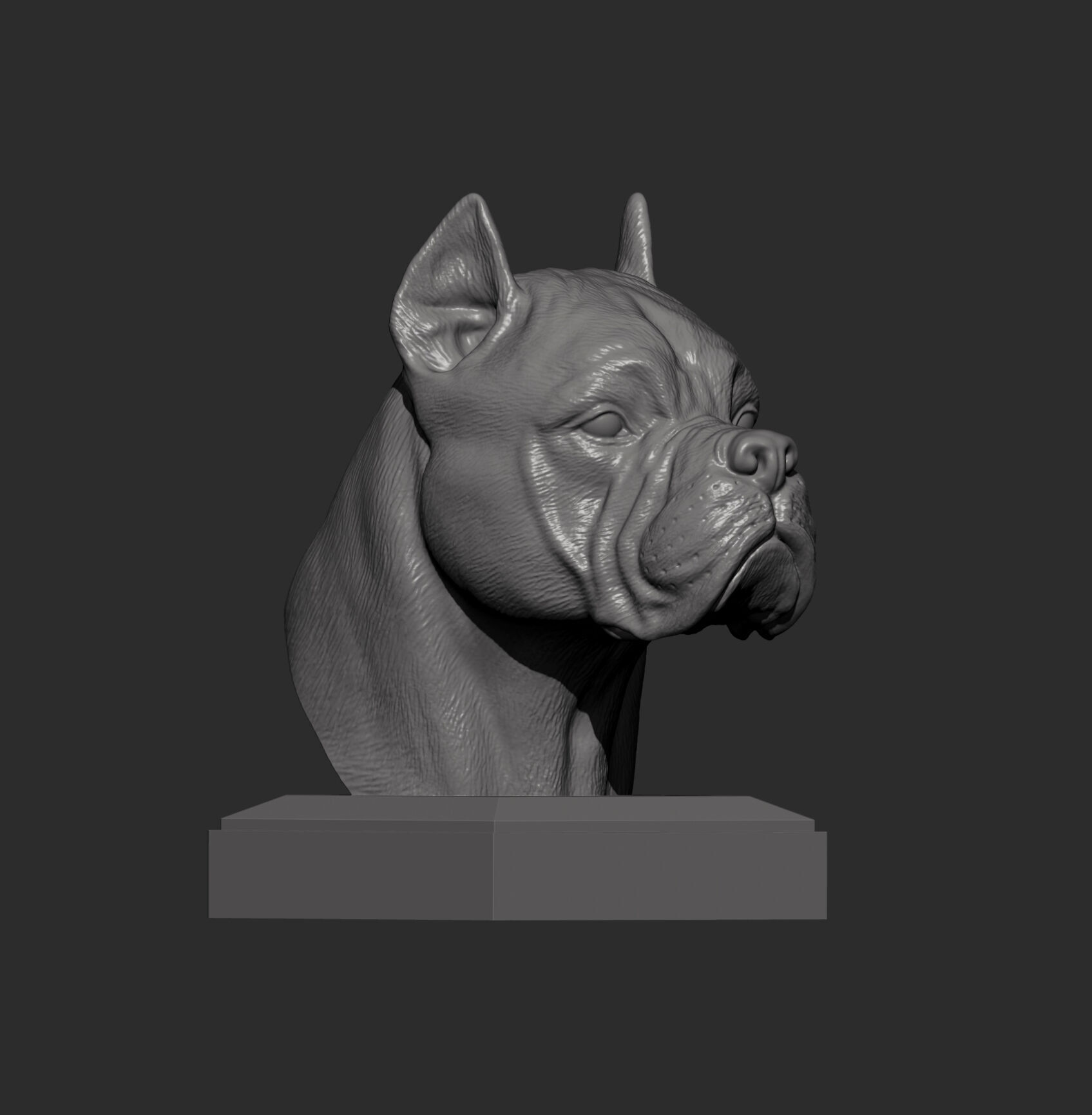 Cane Corso bust 3D print model_7