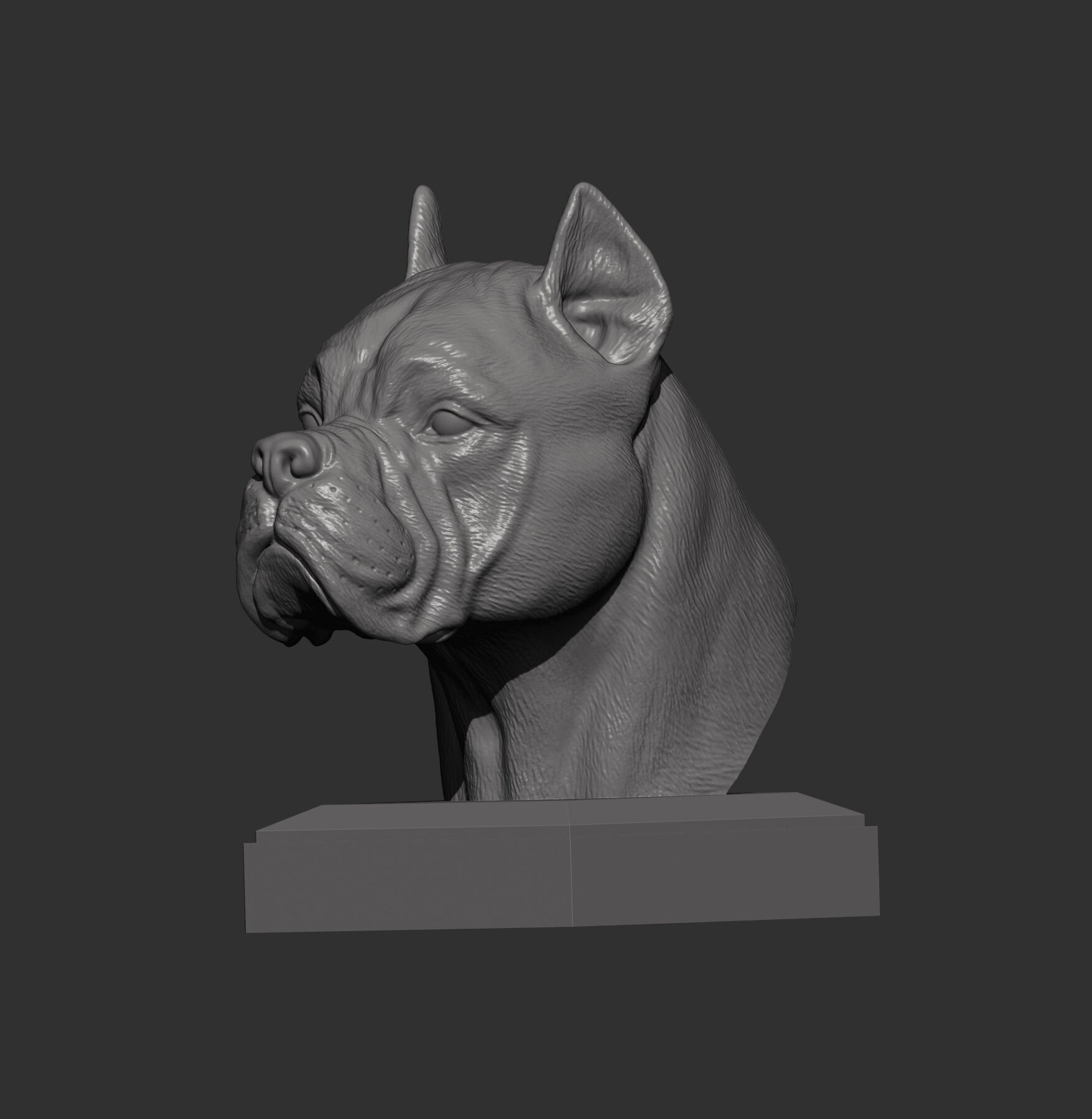 Cane Corso bust 3D print model_4