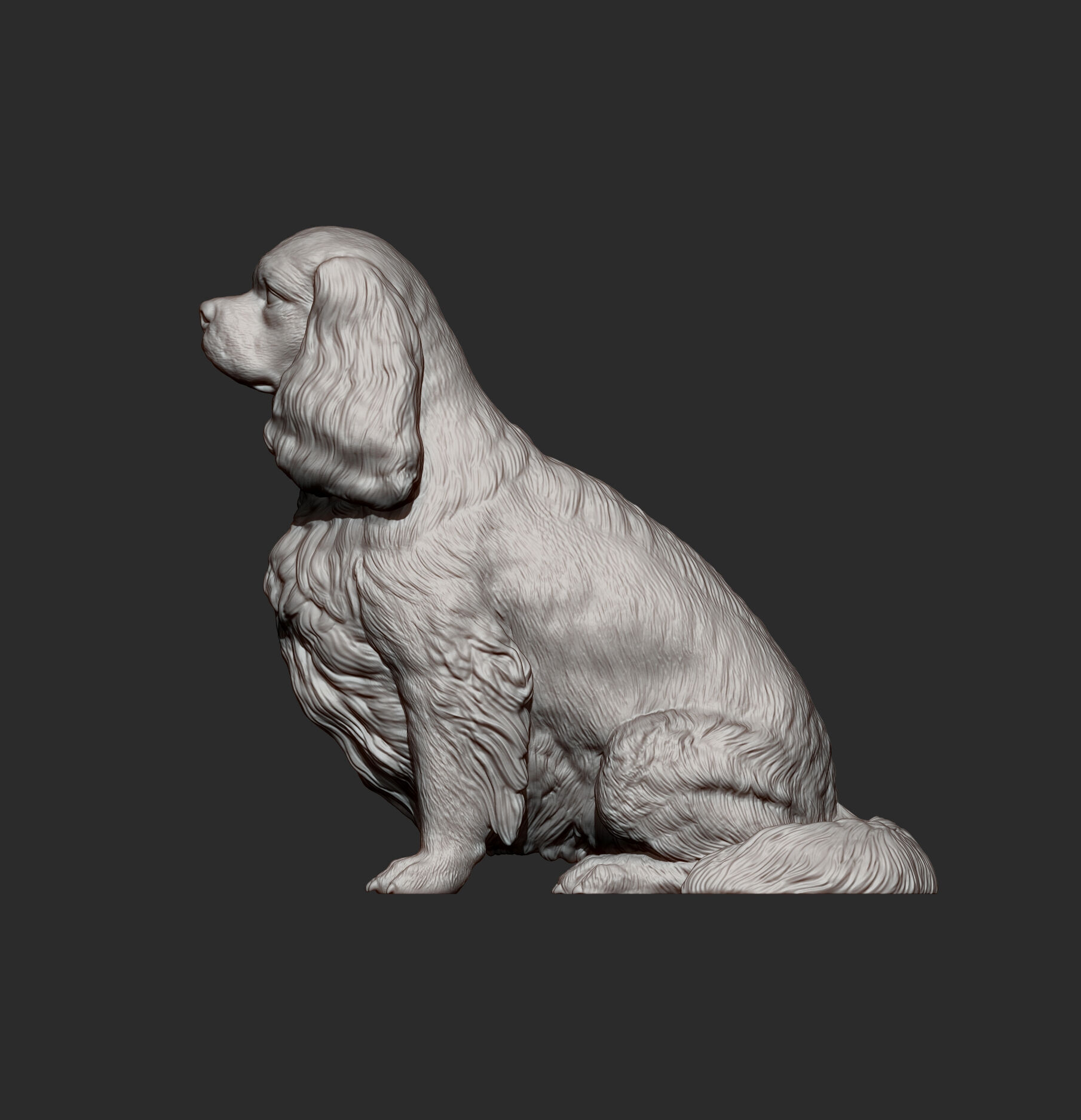 Cavalier King Charles Spaniel Sitting 3D print model_9