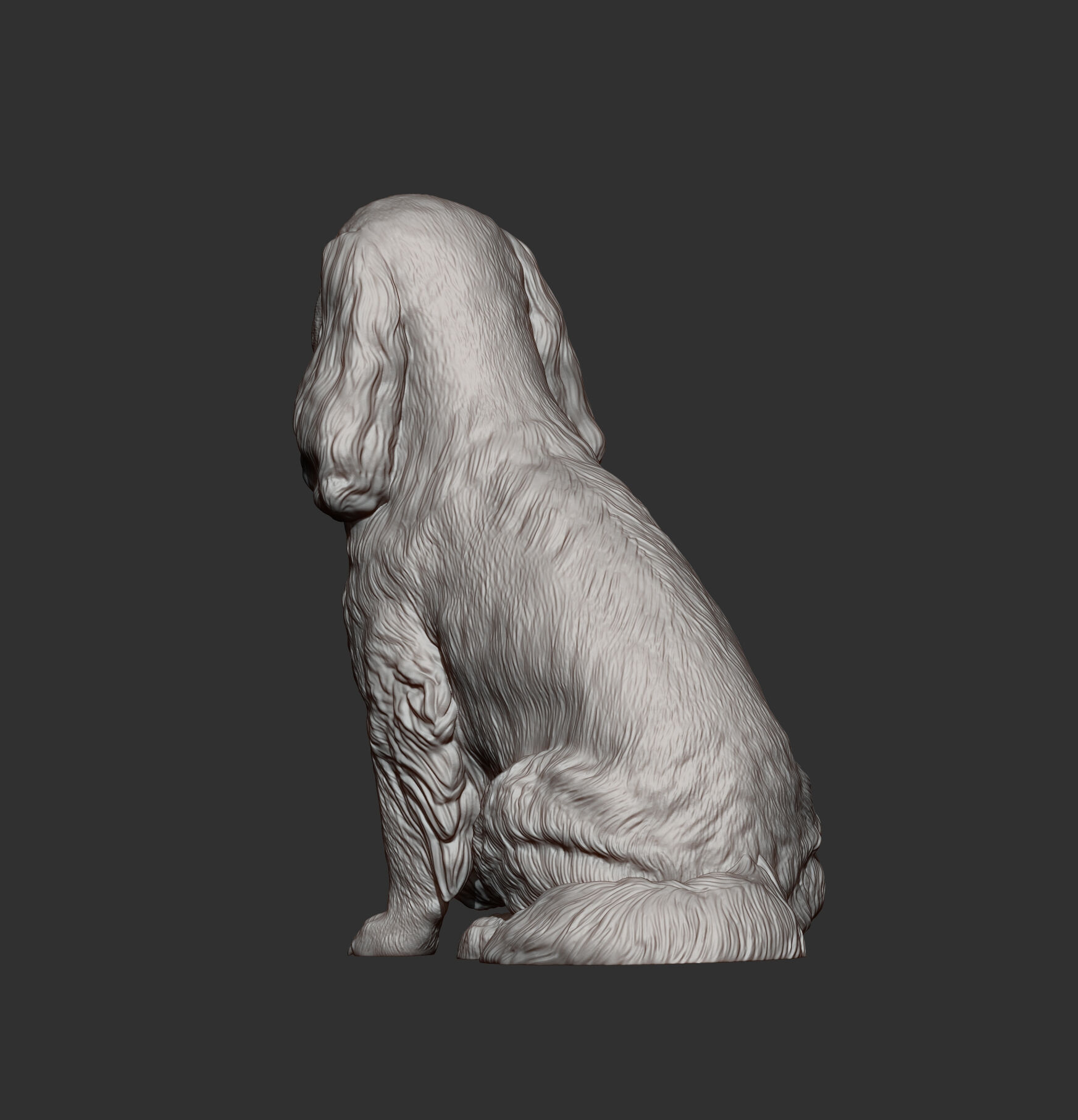 Cavalier King Charles Spaniel Sitting 3D print model_12