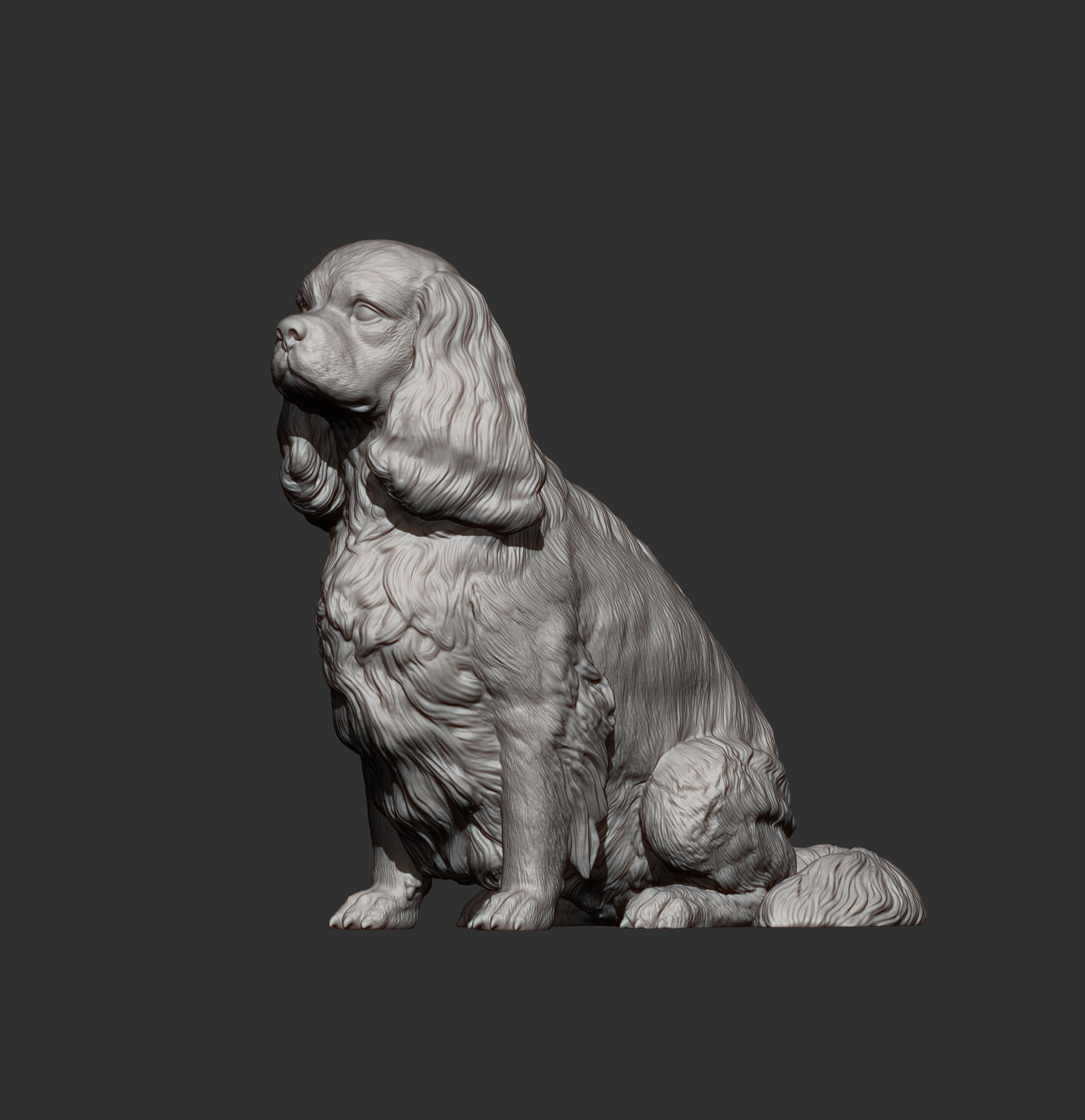 Cavalier King Charles Spaniel Sitting 3D print model_8