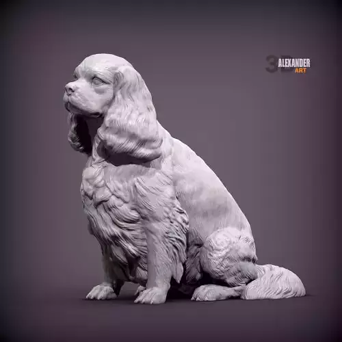 Cavalier King Charles Spaniel Sitting