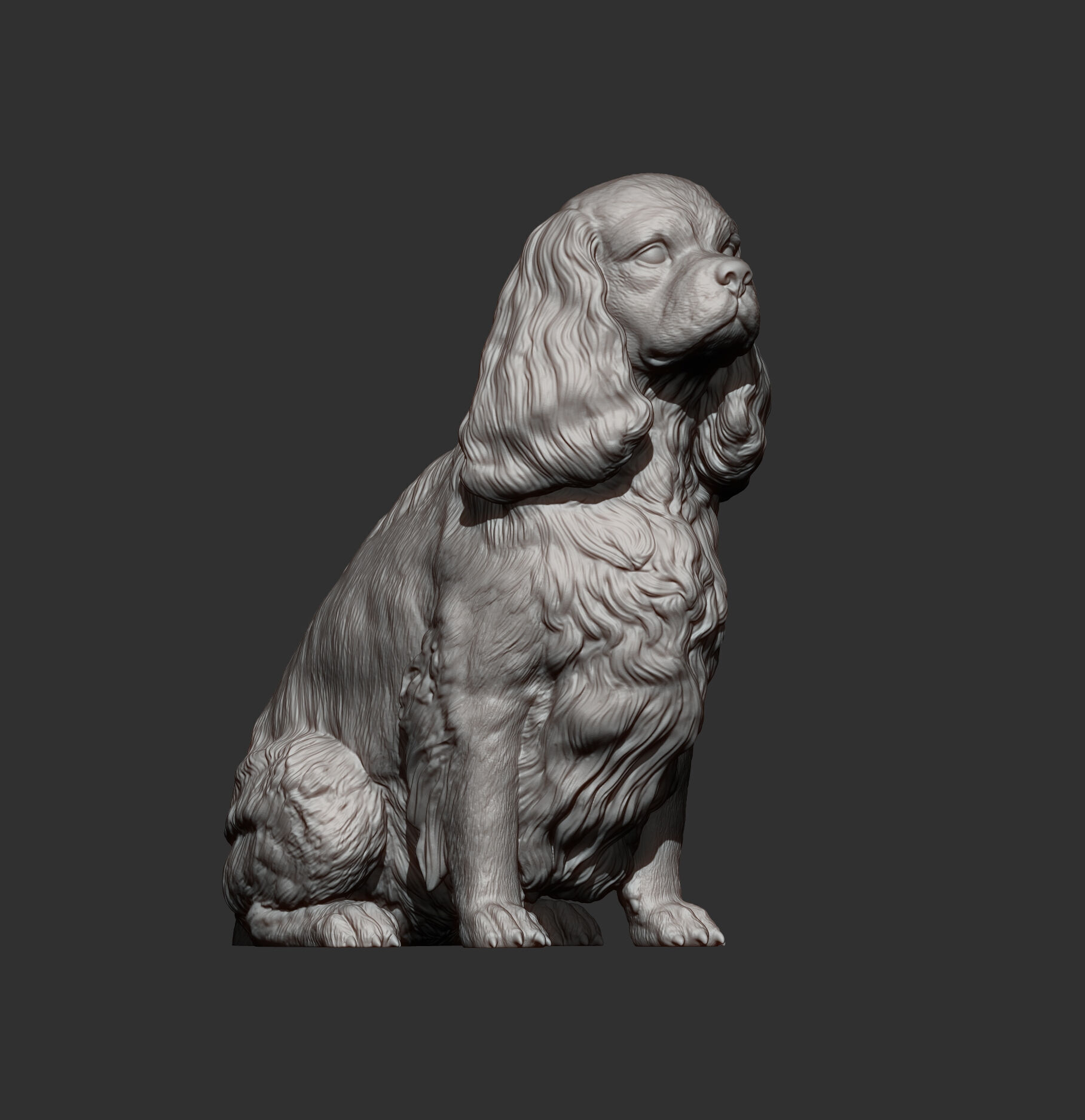 Cavalier King Charles Spaniel Sitting 3D print model_10