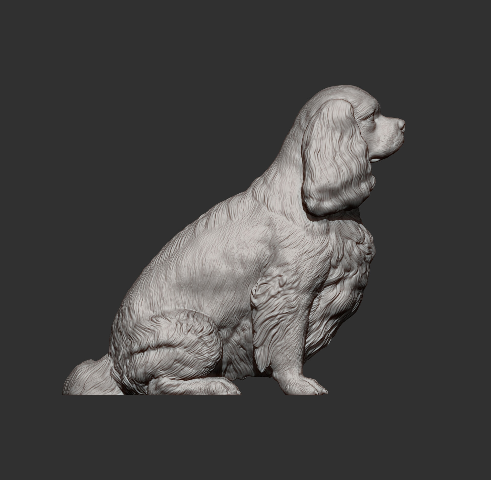 Cavalier King Charles Spaniel Sitting 3D print model_7
