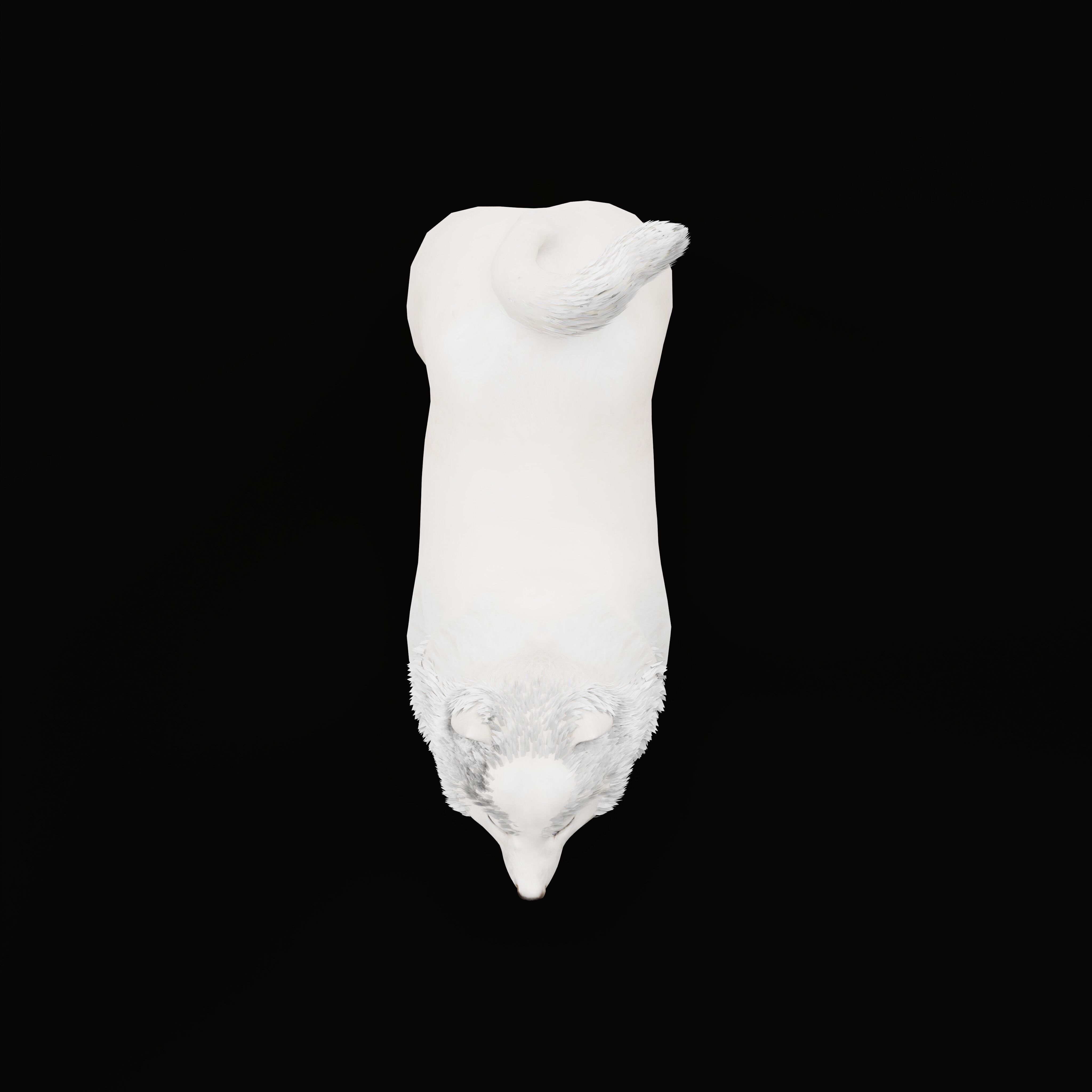 Samoyed Dog Low-poly 3D model_41