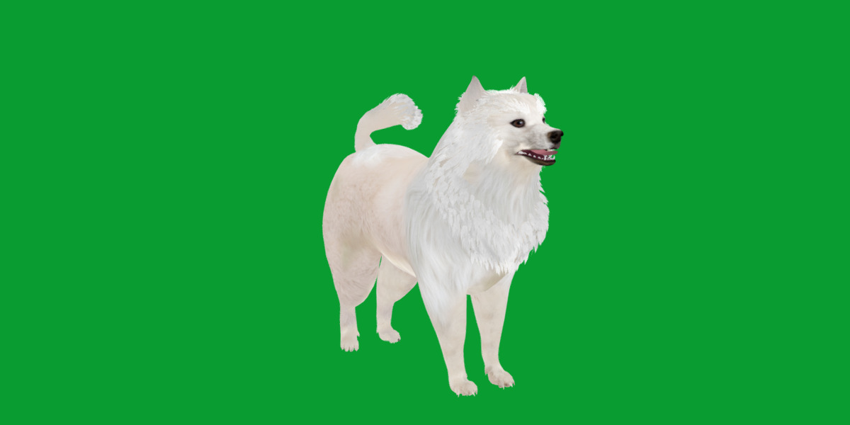 Samoyed Dog Low-poly 3D model_26