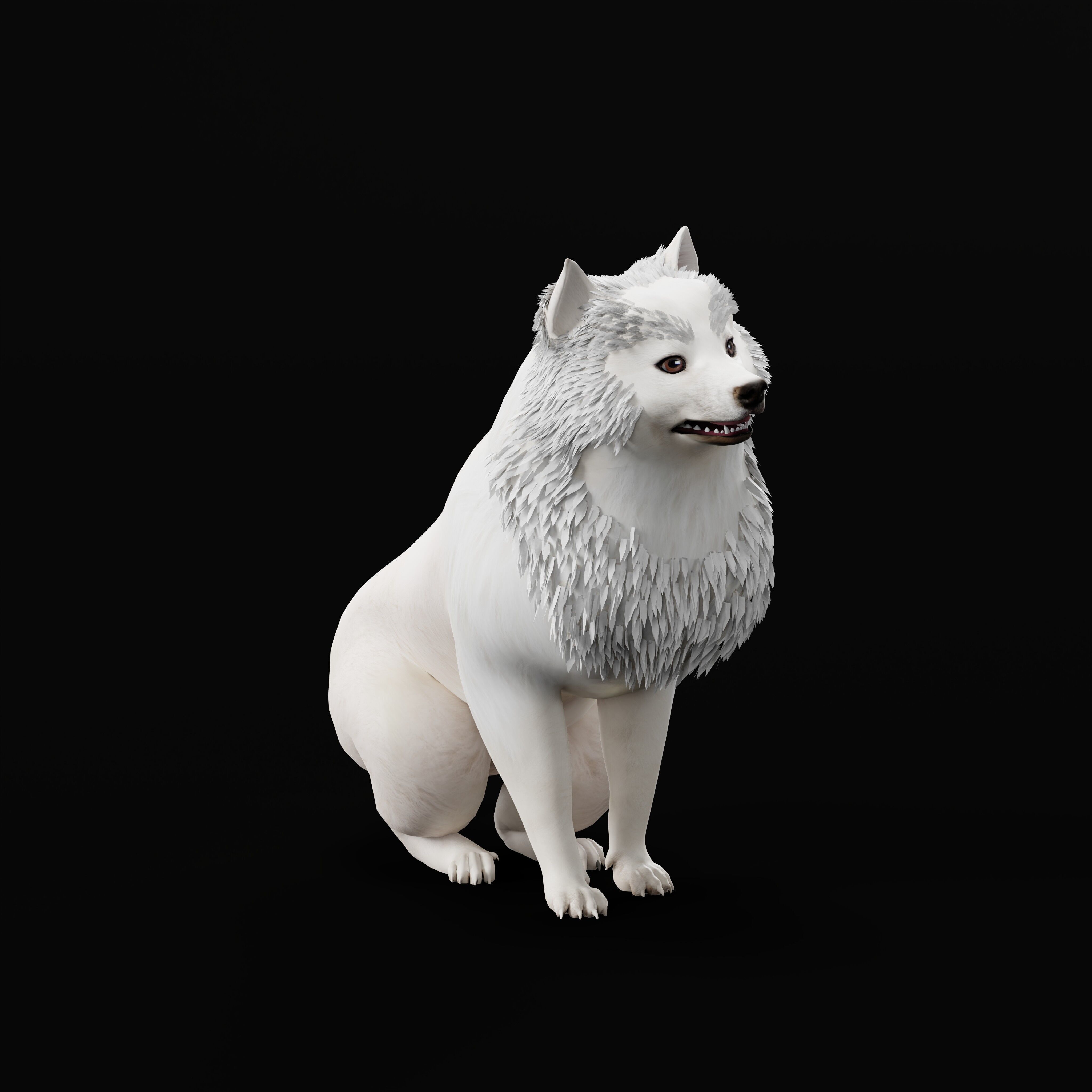 Samoyed Dog Low-poly 3D model_47