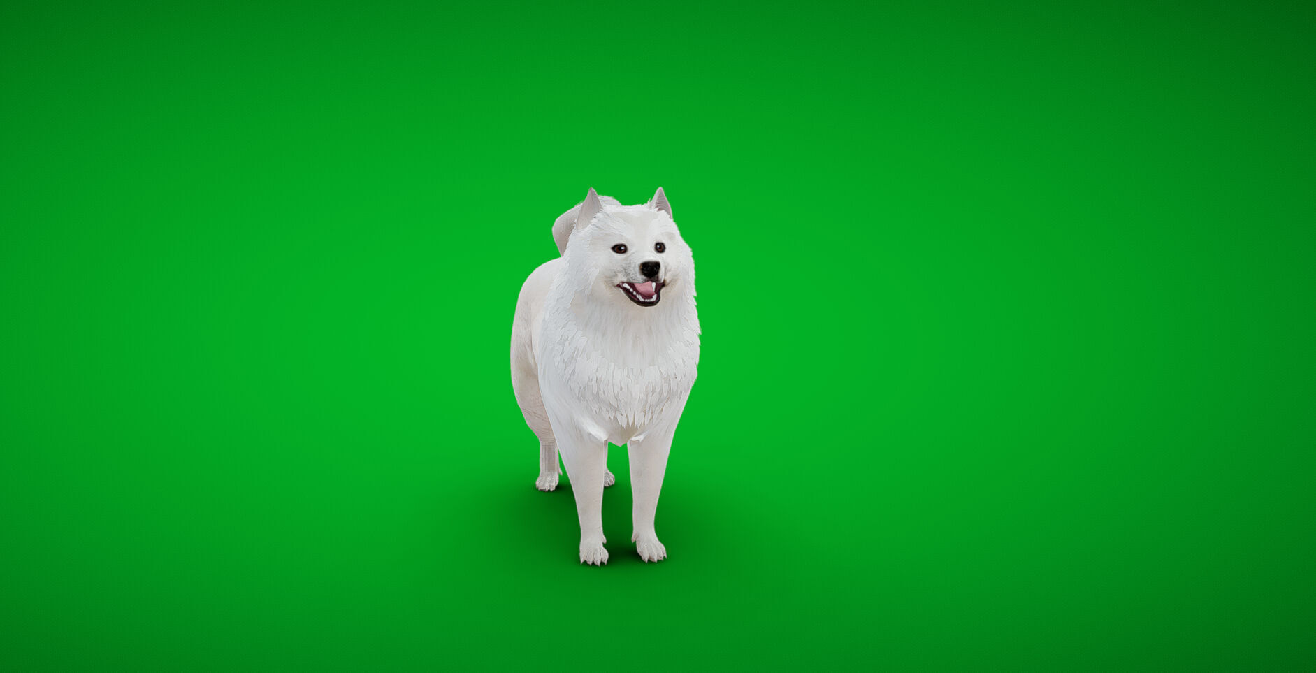Samoyed Dog Low-poly 3D model_36