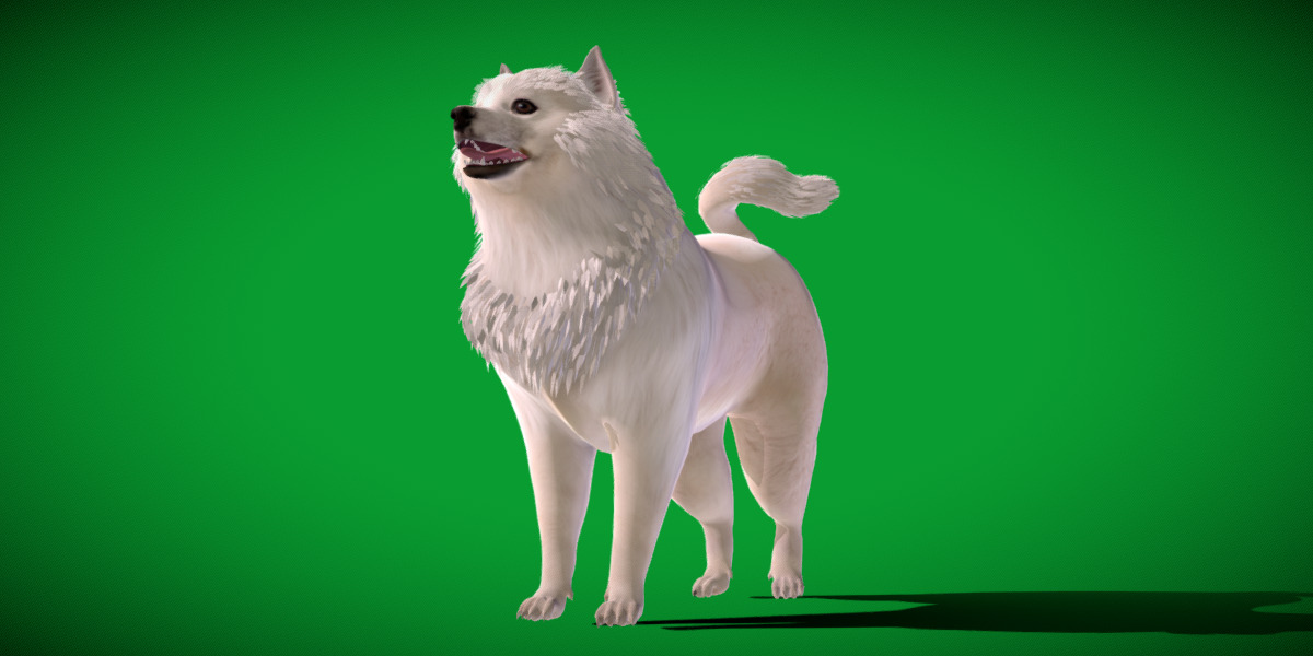 Samoyed Dog Low-poly 3D model_24