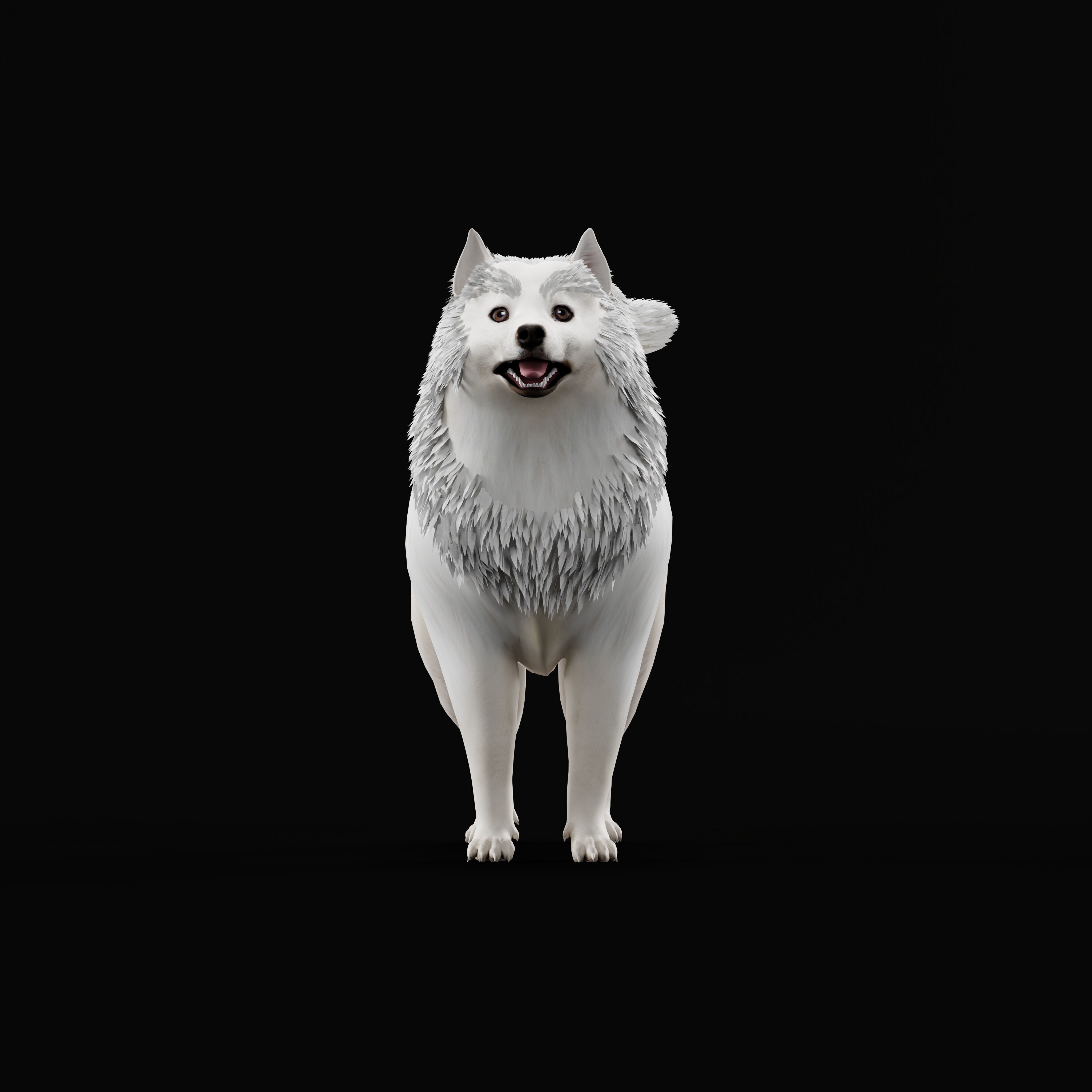 Samoyed Dog Low-poly 3D model_39