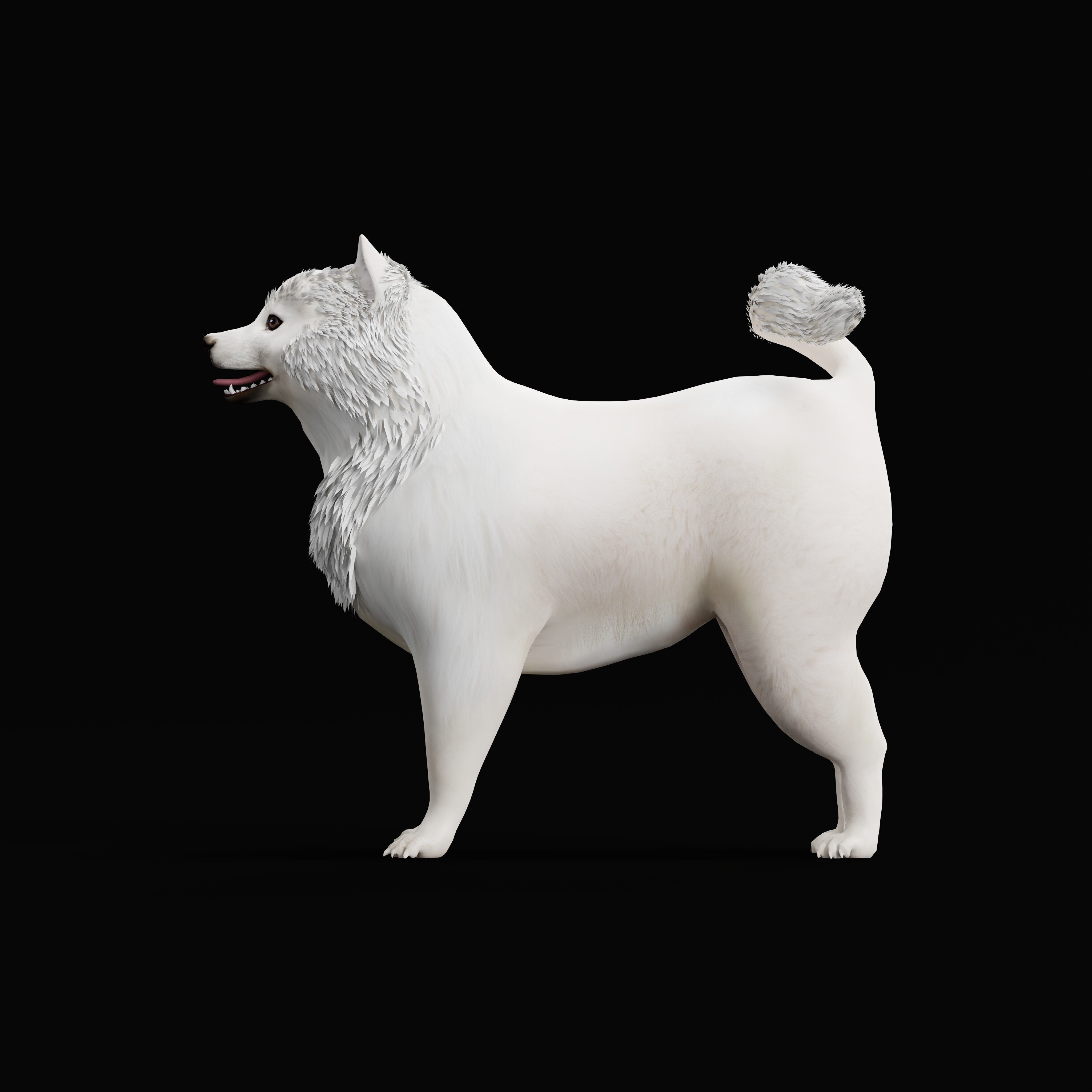 Samoyed Dog Low-poly 3D model_40