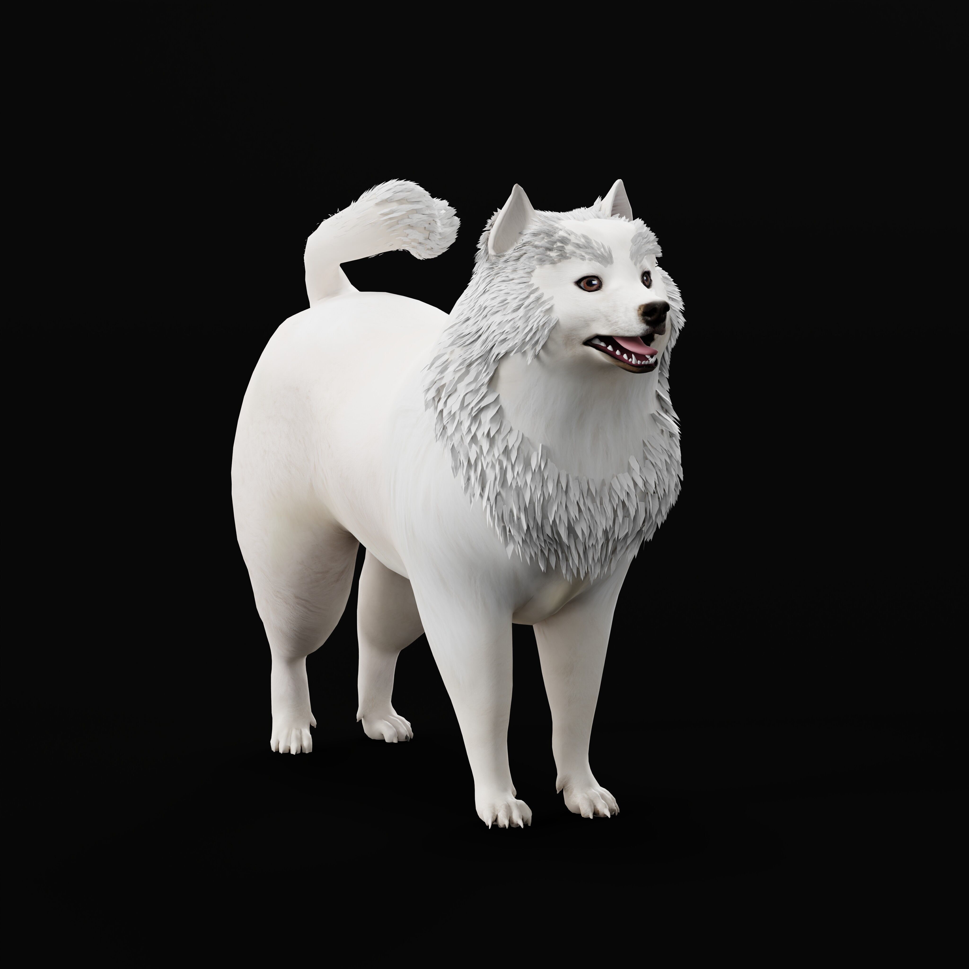 Samoyed Dog Low-poly 3D model_38