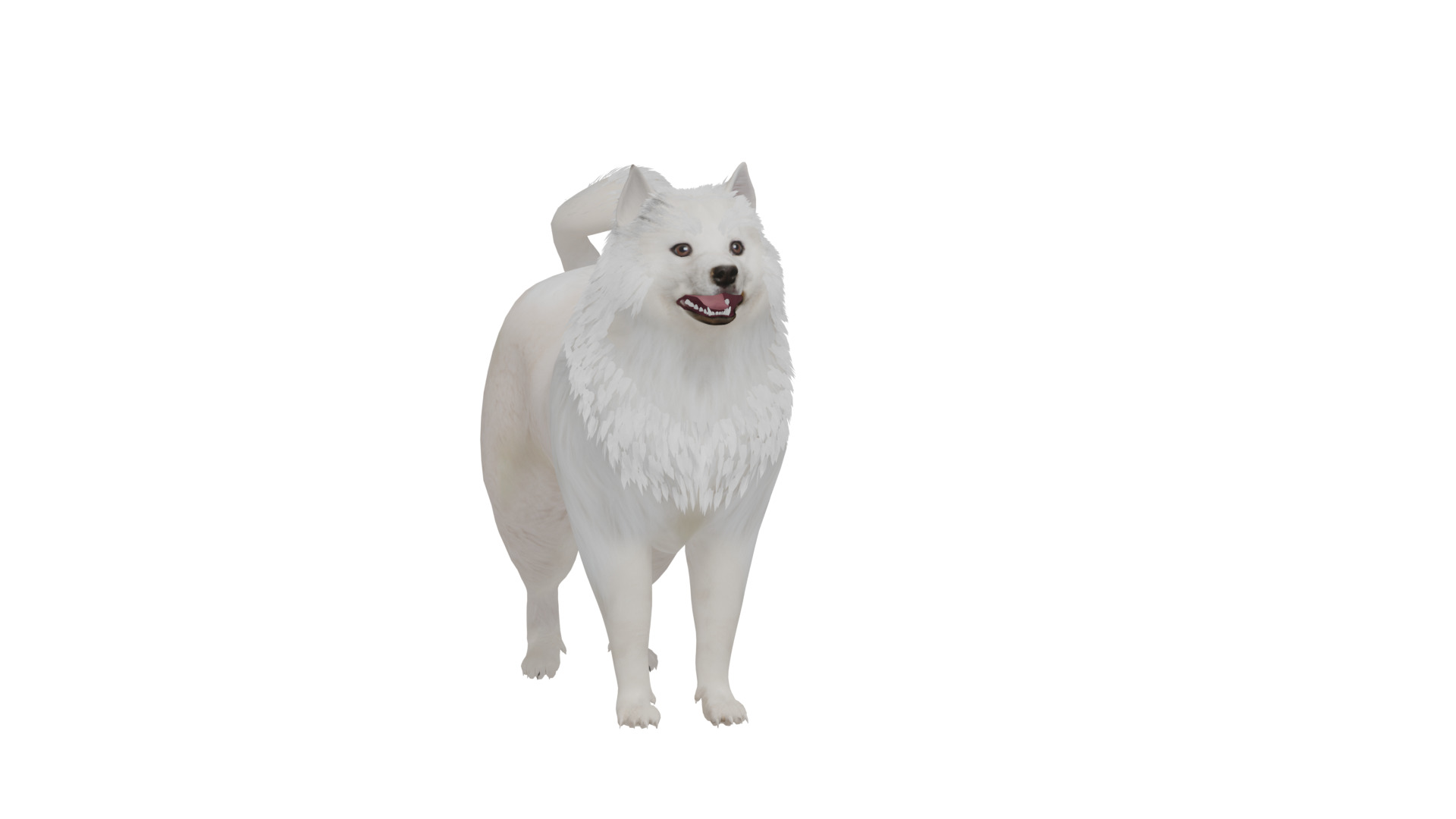 Samoyed Dog Low-poly 3D model_11