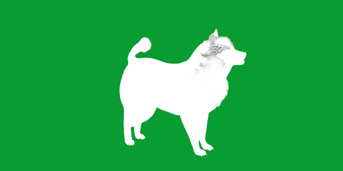 Samoyed Dog Low-poly 3D model_8