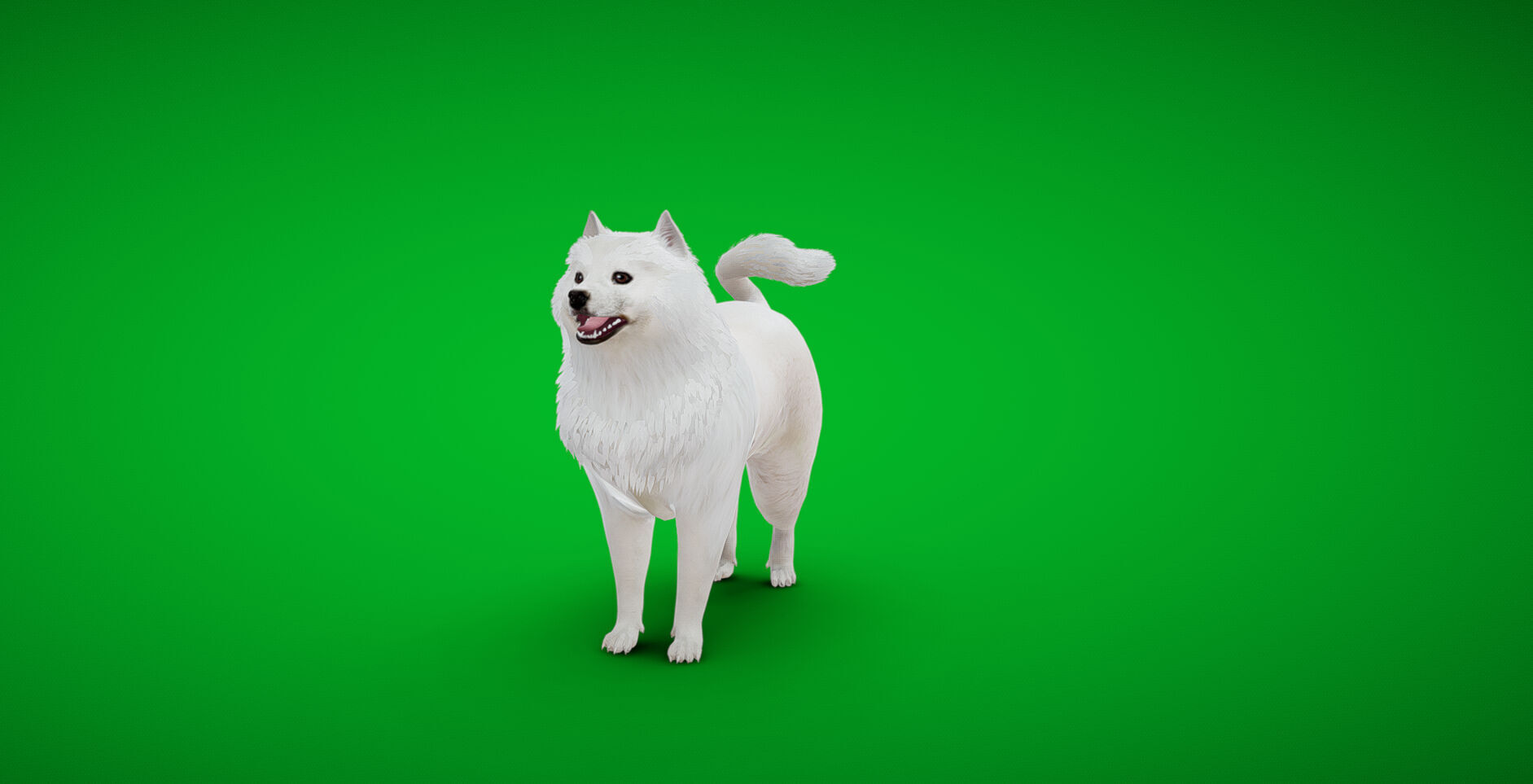 Samoyed Dog Low-poly 3D model_37