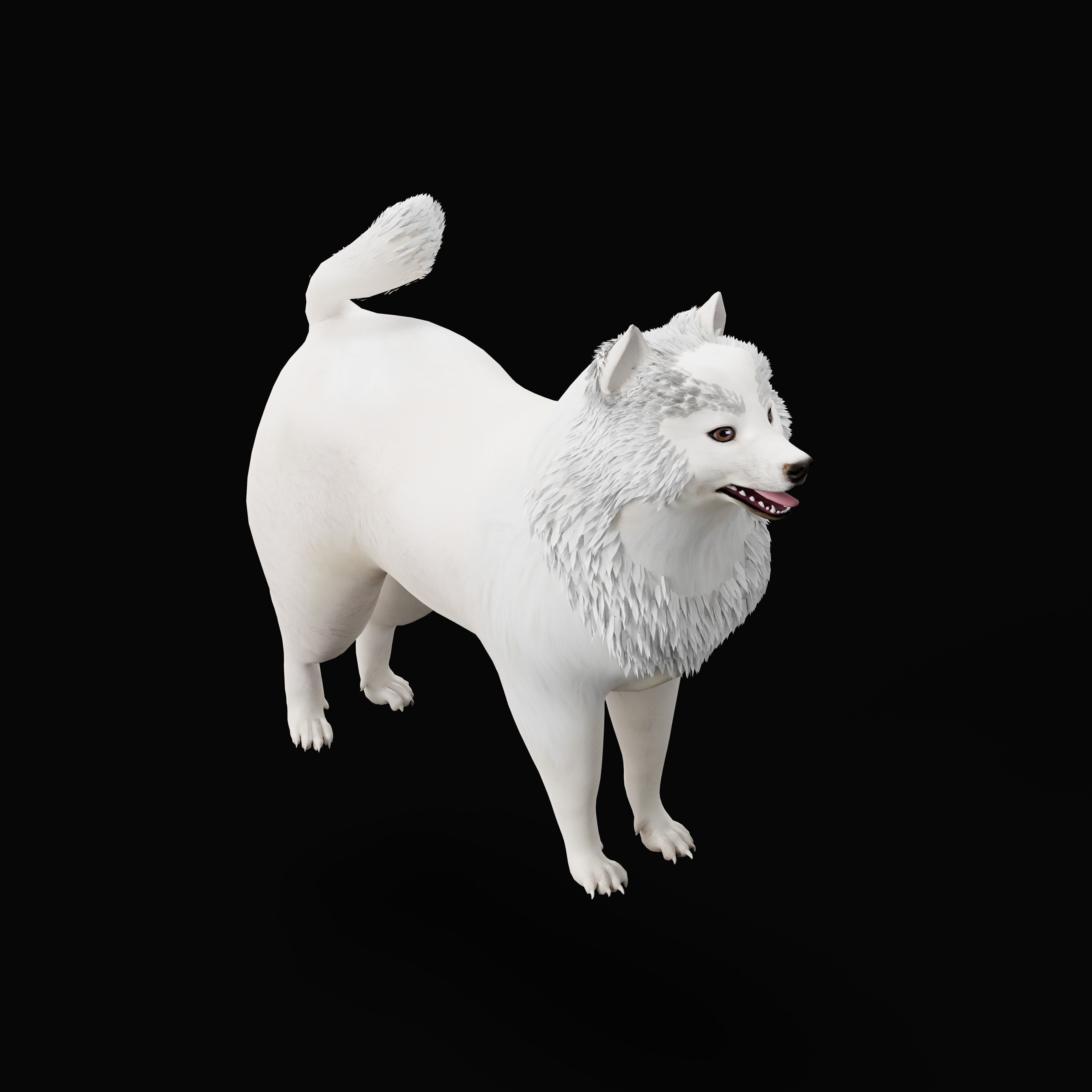 Samoyed Dog Low-poly 3D model_42