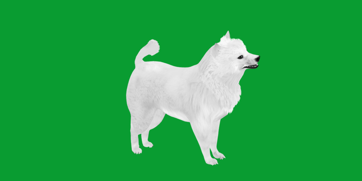 Samoyed Dog Low-poly 3D model_10