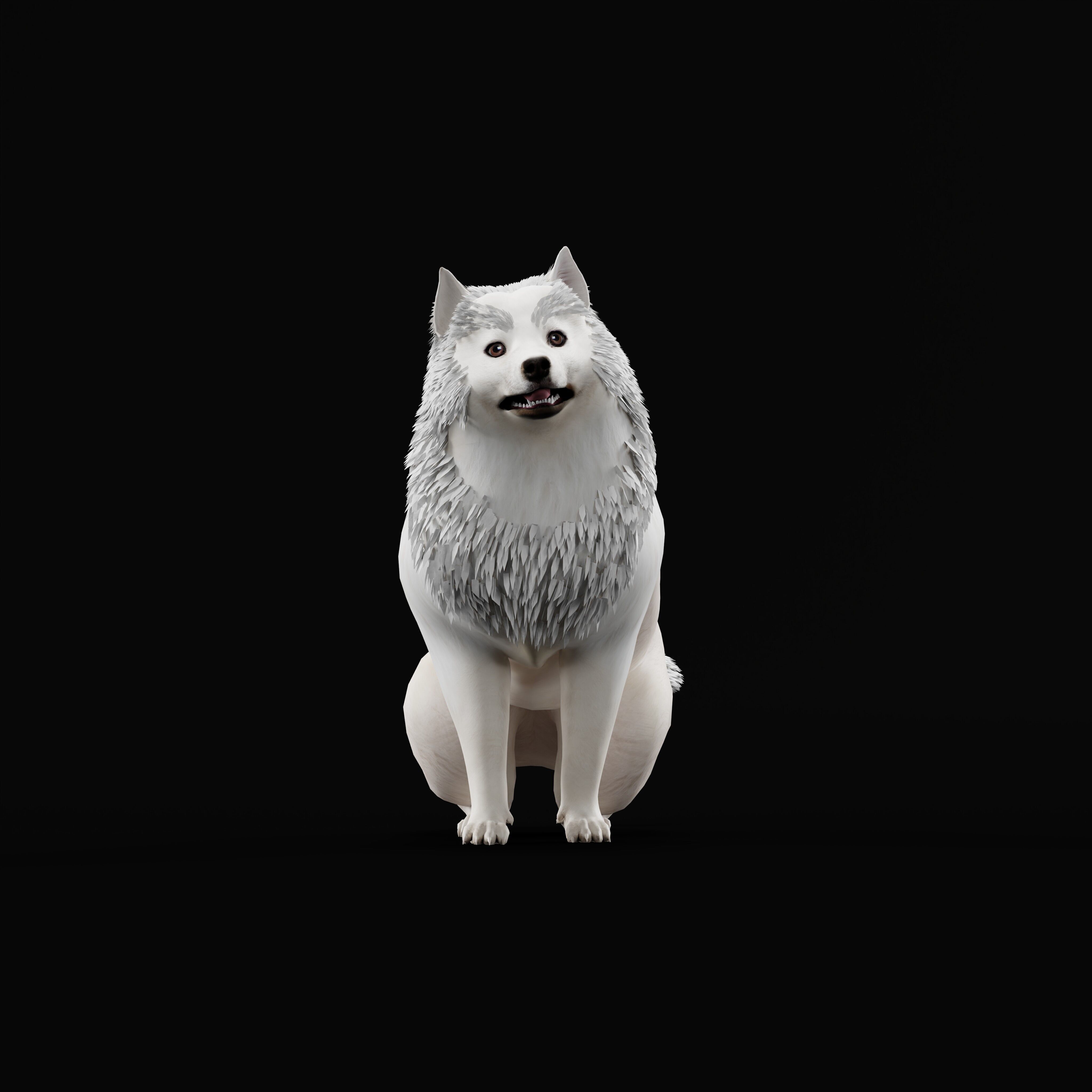 Samoyed Dog Low-poly 3D model_46